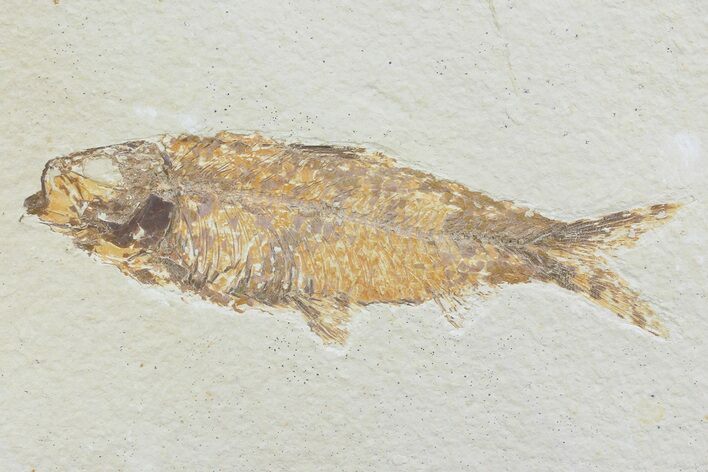 Knightia Fossil Fish - Wyoming #74124